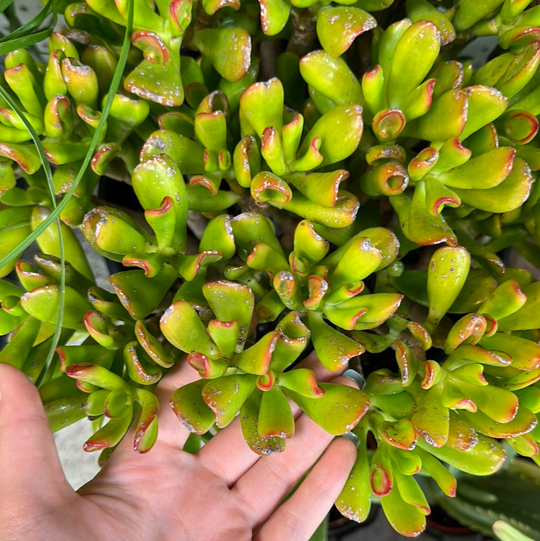 jade plant hobbit Crassula ovata Hobbit 10"