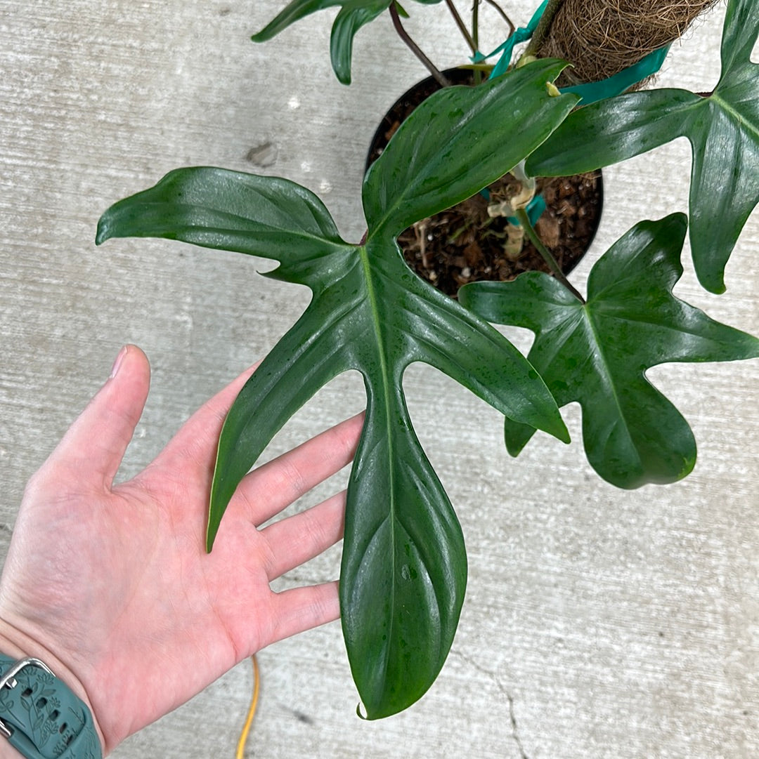 Philodendron Florida Green 6"  Kent East Hill Nursery