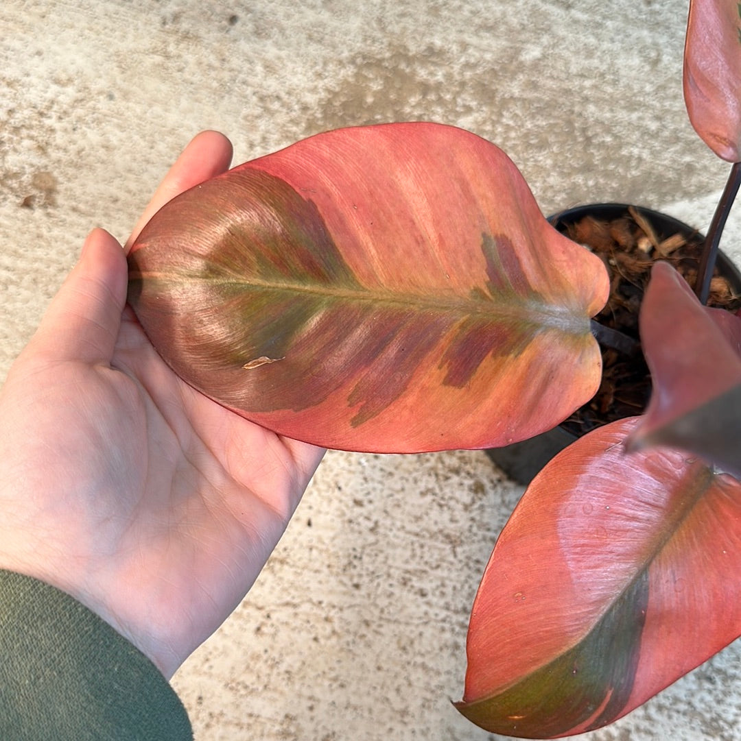 Philodendron Black Cardinal Variegated 4.5''