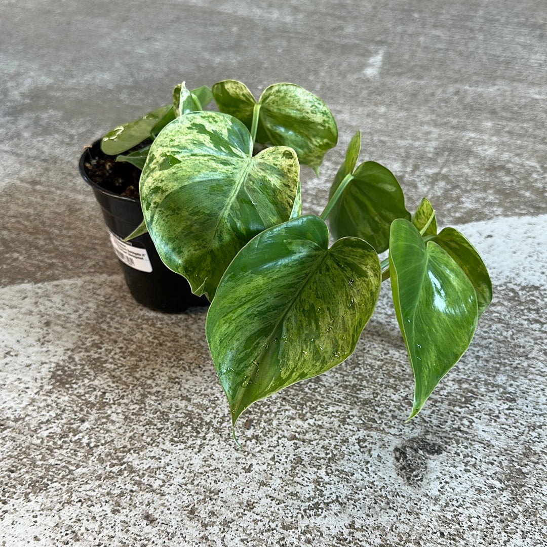 philodendron hederaceum for sale Philodendron Hederaceum Variegata 4