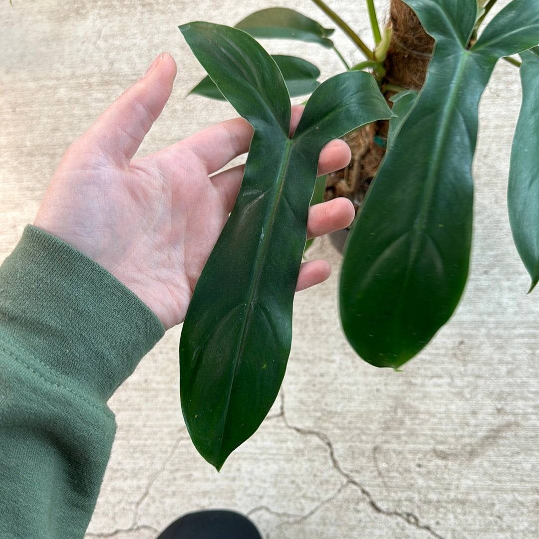 philodendron 69686 Philodendron 69686 – Kent East Hill Nursery
