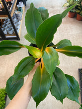 Load image into Gallery viewer, Chlorophytum Mandarin Orange 6&quot; - Spider Plant