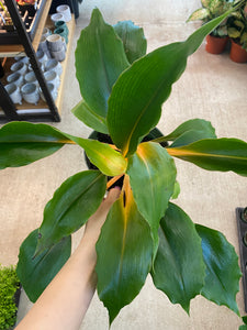 Chlorophytum Mandarin Orange 6" - Spider Plant