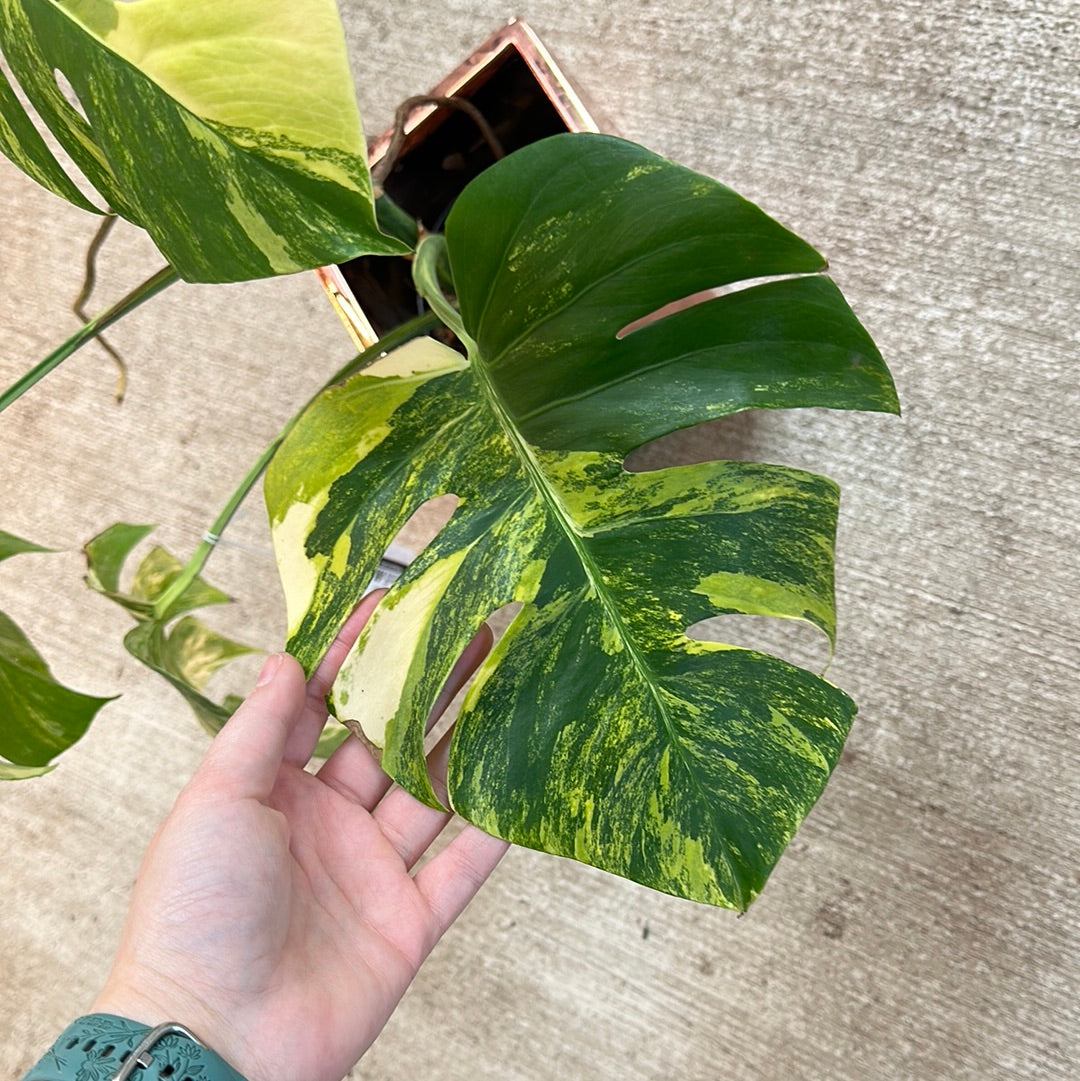 Monstera Deliciosa Aurea Variegata Plant B XL