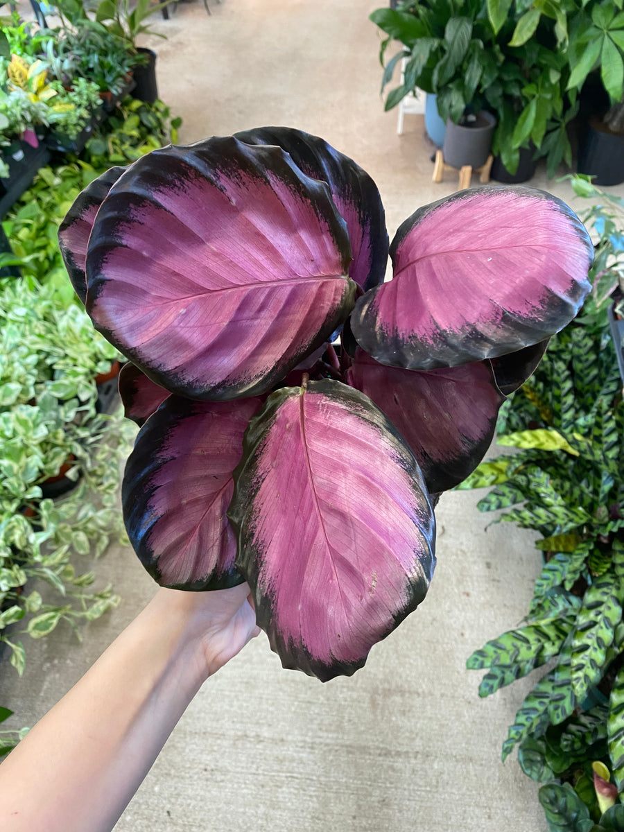 calathea pon Calathea Pink Star 6
