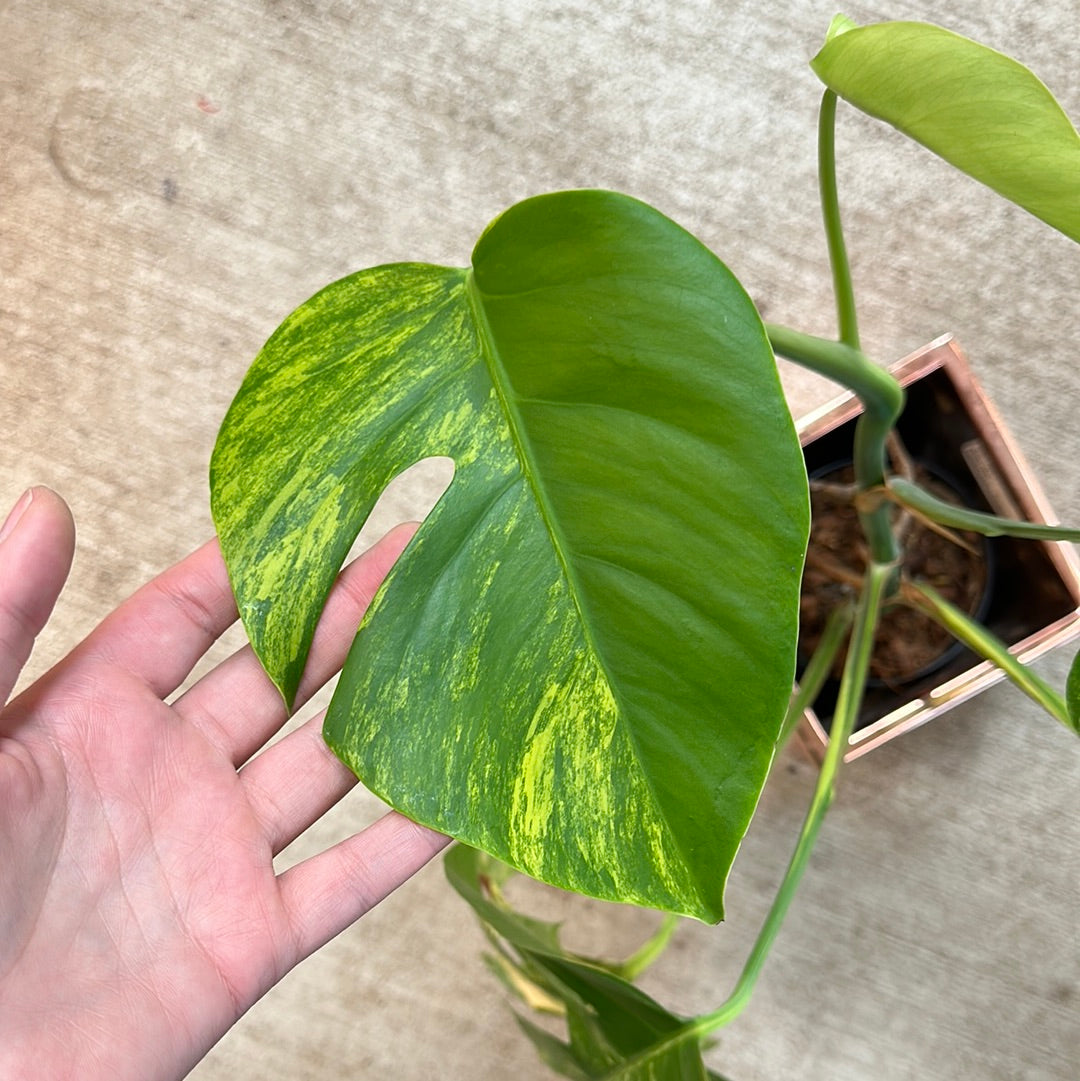 Monstera Deliciosa Aurea Variegata Plant B XL