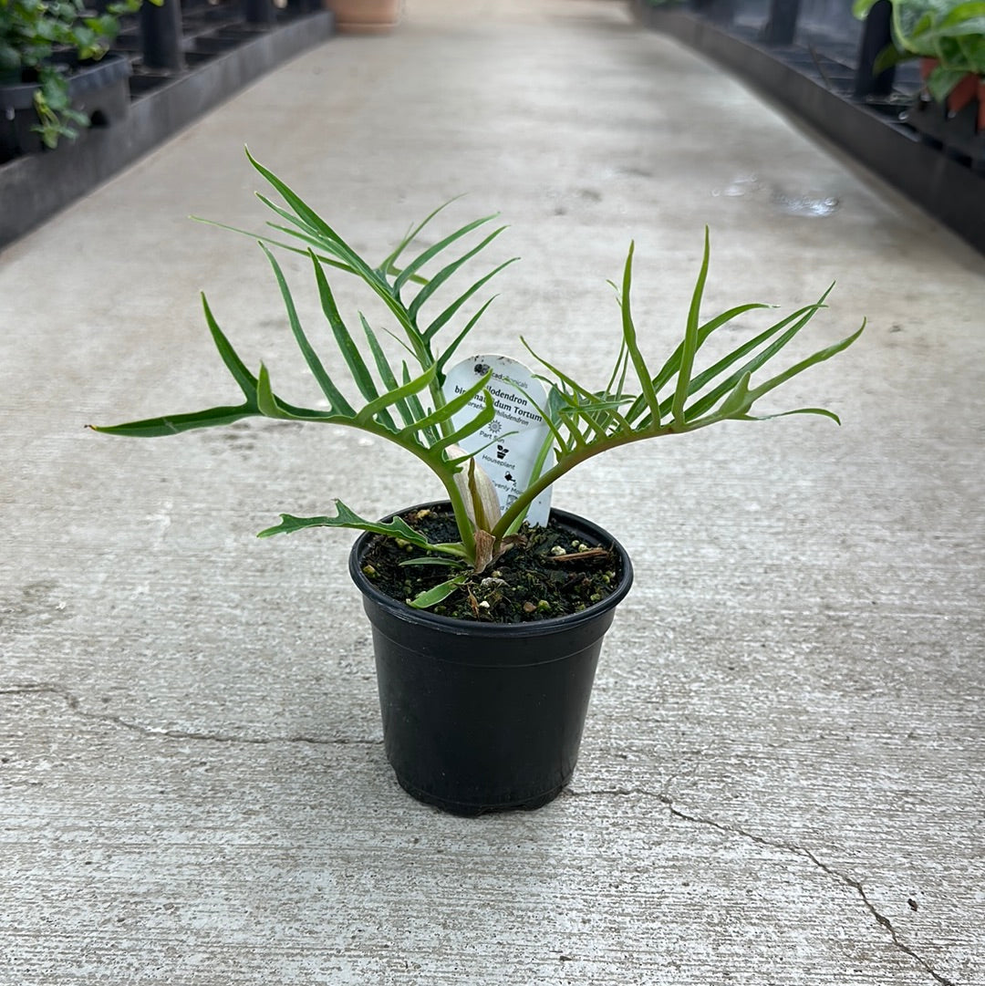 Philodendron Tortum 4