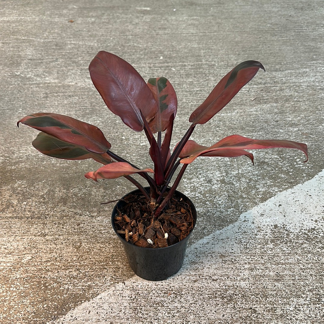 Philodendron Black Cardinal Variegated 4.5''  Kent East Hill Nursery