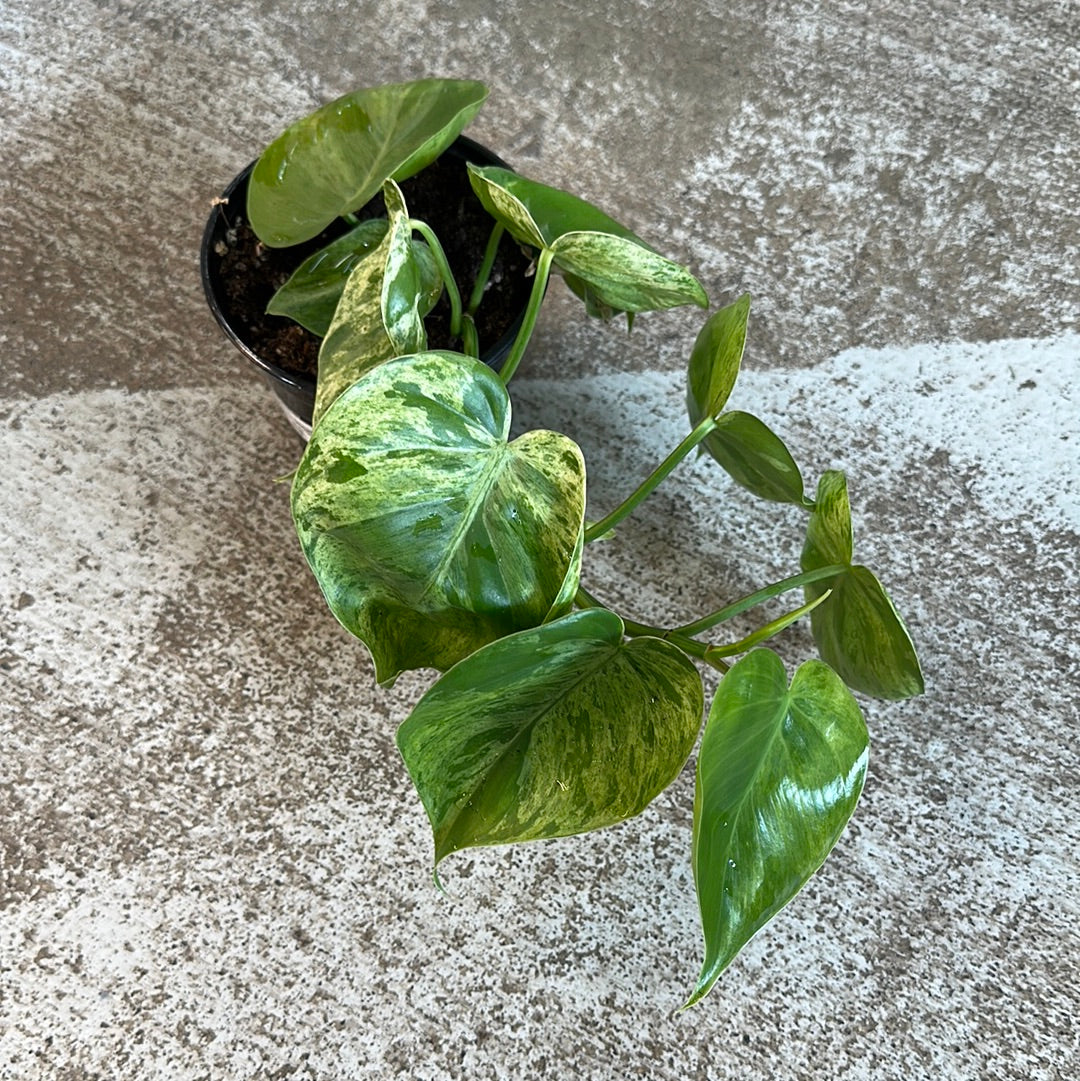philodendron hederaceum var kirkbride Philodendron Hederaceum Variegata 4"