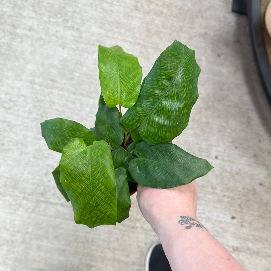 Calathea musaica 4
