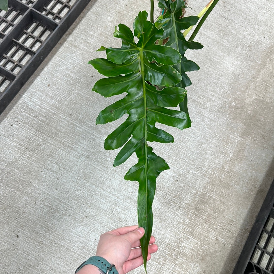 philodendron bob cee Philodendron 'Bob Cee' 6" – Kent East Hill Nursery