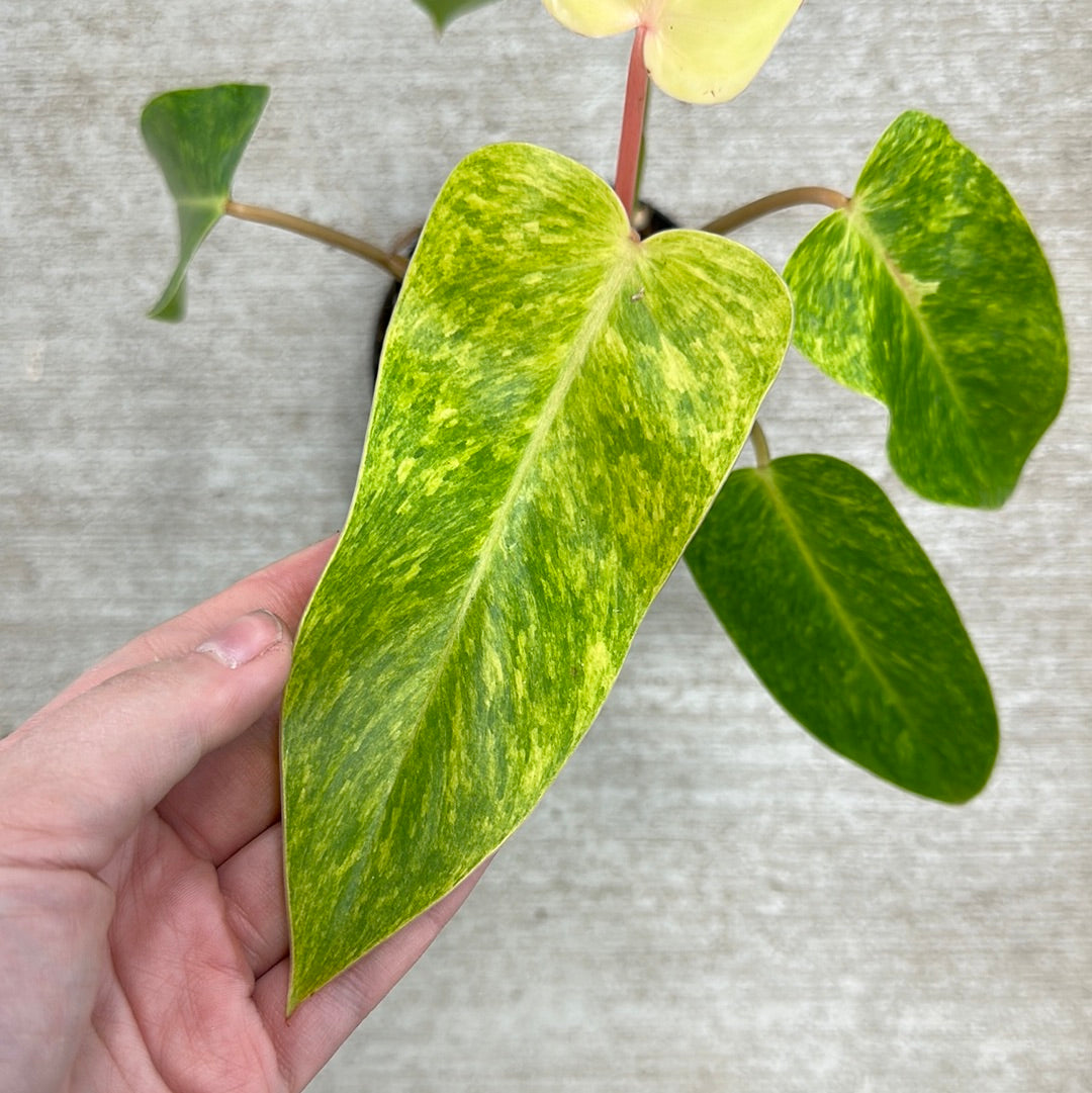 painted lady philodendron care Philodendron Painted Lady 4