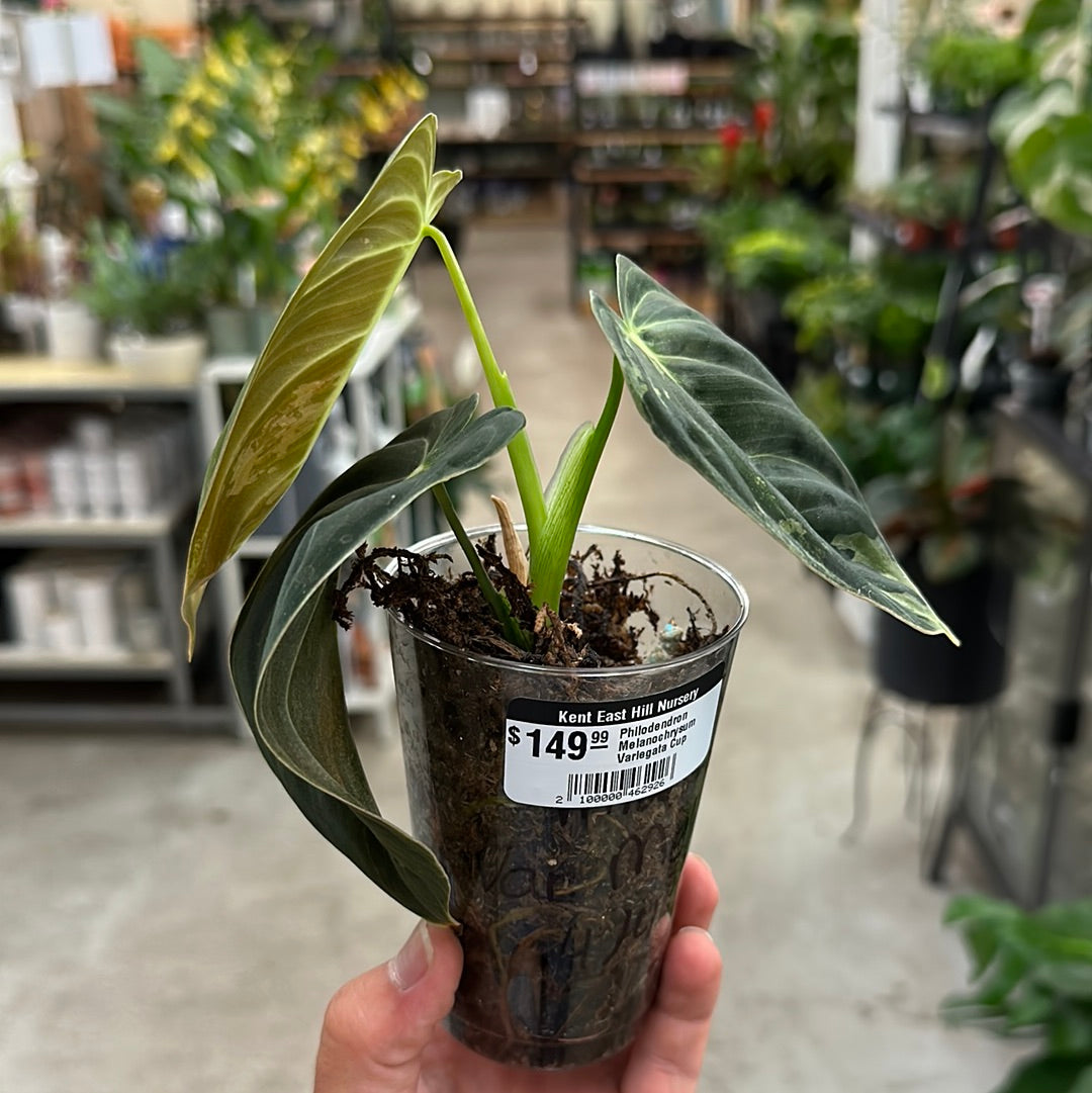 Philodendron Melanochrysum Variegata Cup