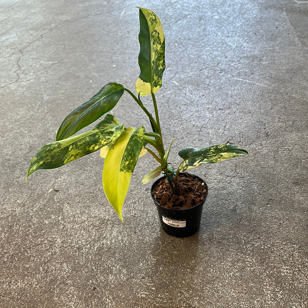 philodendron domesticum hastatum variegatum Philodendron domesticum variegata 4" – Kent East Hill Nursery