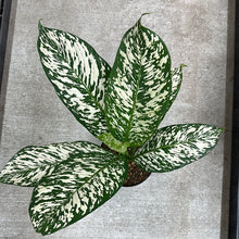 Load image into Gallery viewer, Dieffenbachia White Etna 8"