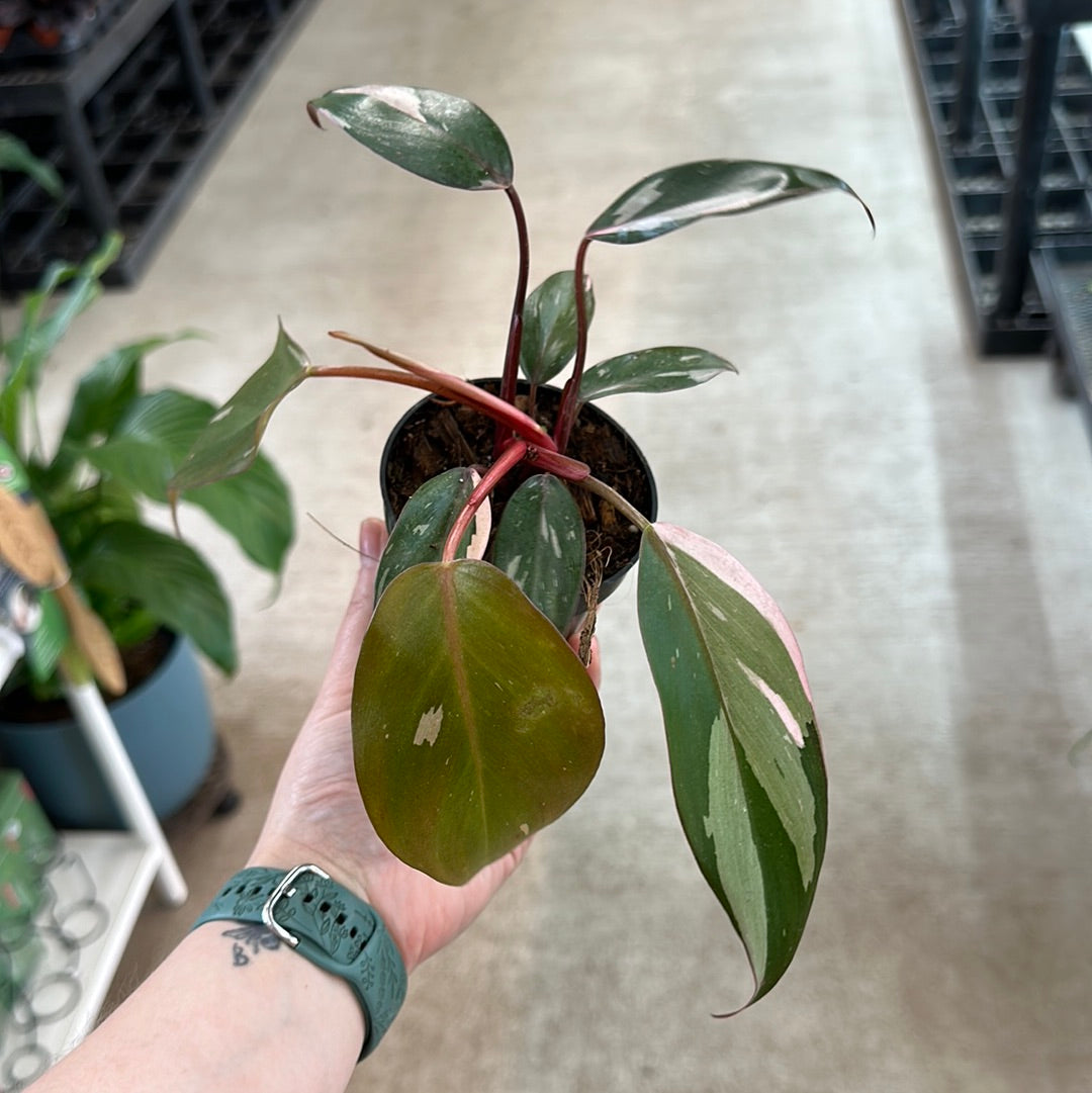 Philodendron Pink Princess 3