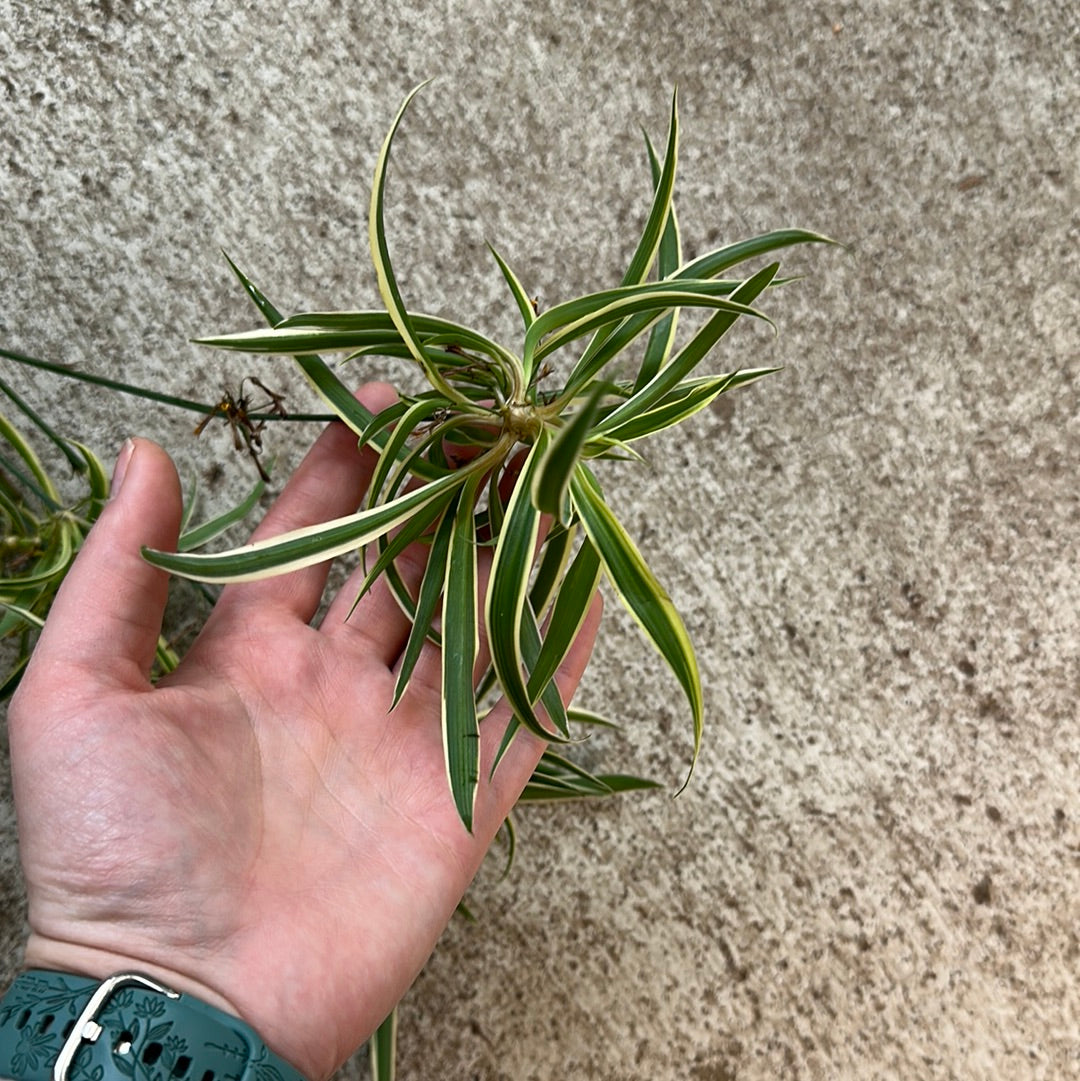 spider hb plant Chlorophytum sp. 10