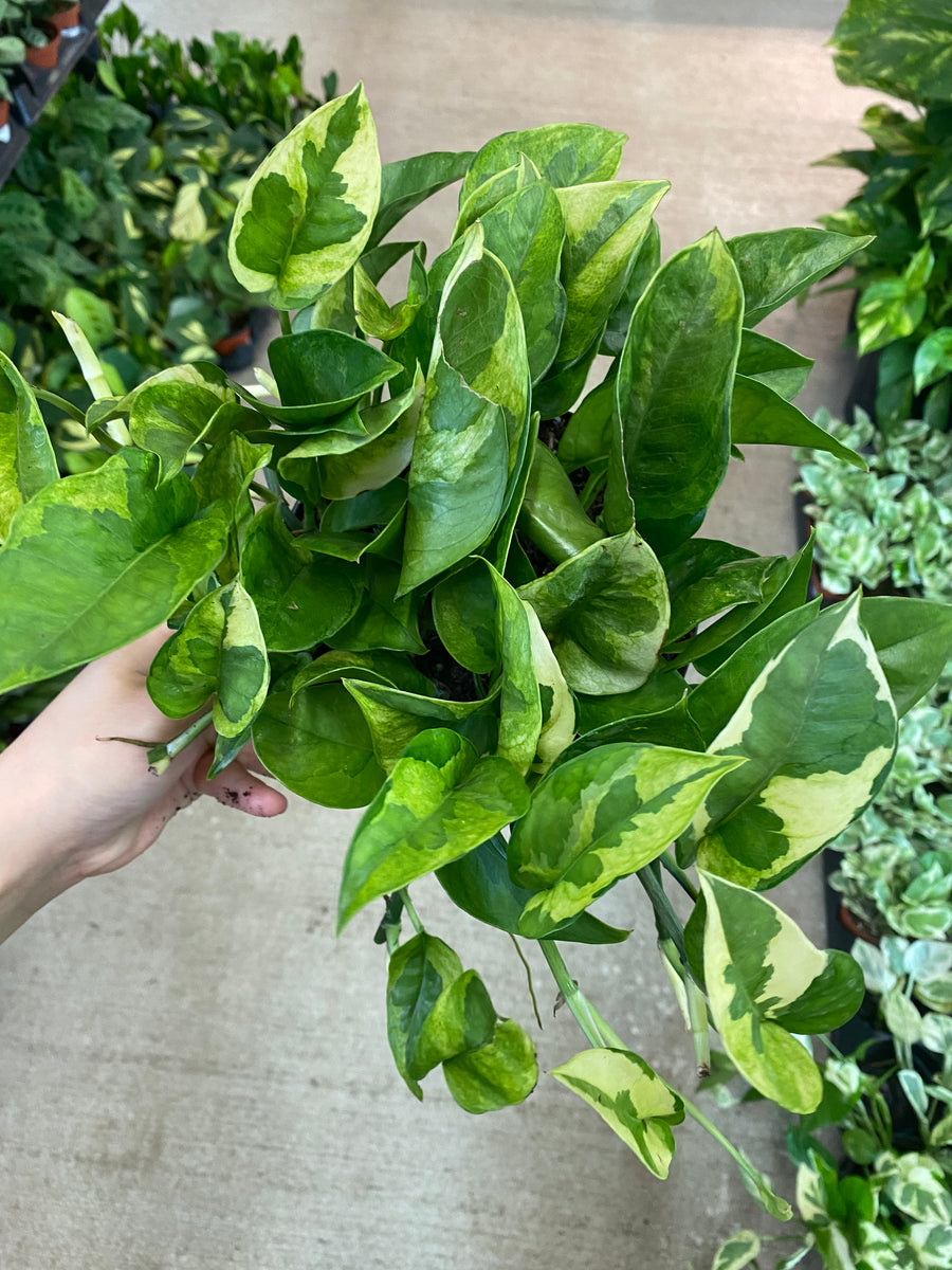 lemon meringue pothos for sale Epipremnum Lemon Meringue 6"