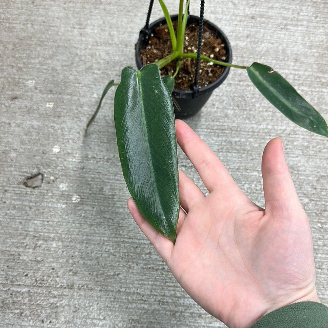 philodendron spiritus sancti cost Philodendron Spiritus Sancti 4" – Kent East Hill Nursery