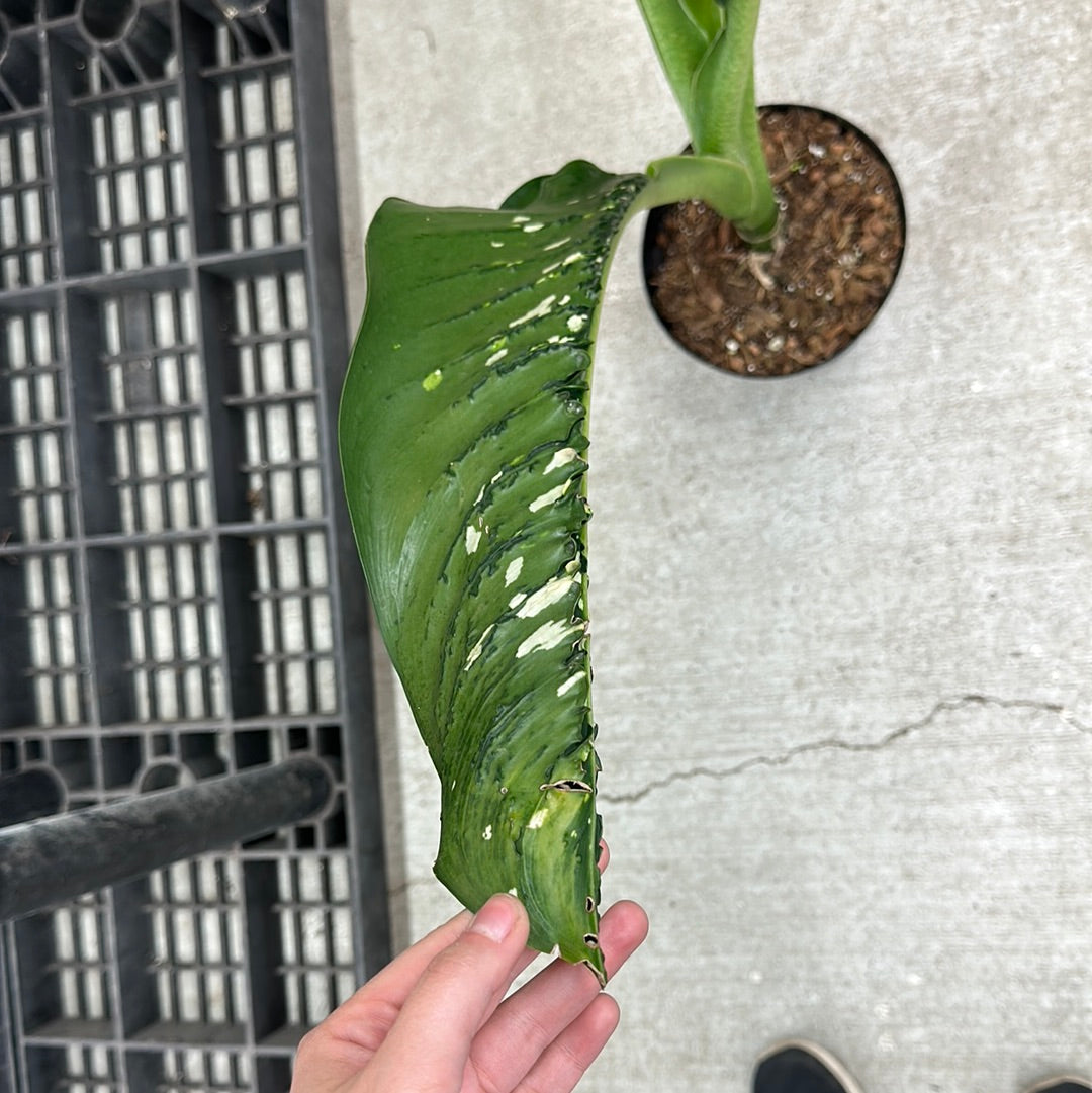 Dieffenbachia Crocodile 8