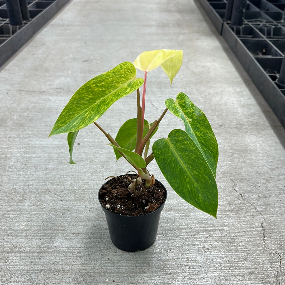 painted lady philodendron price philippines Philodendron Painted Lady 4" – Kent East Hill Nursery