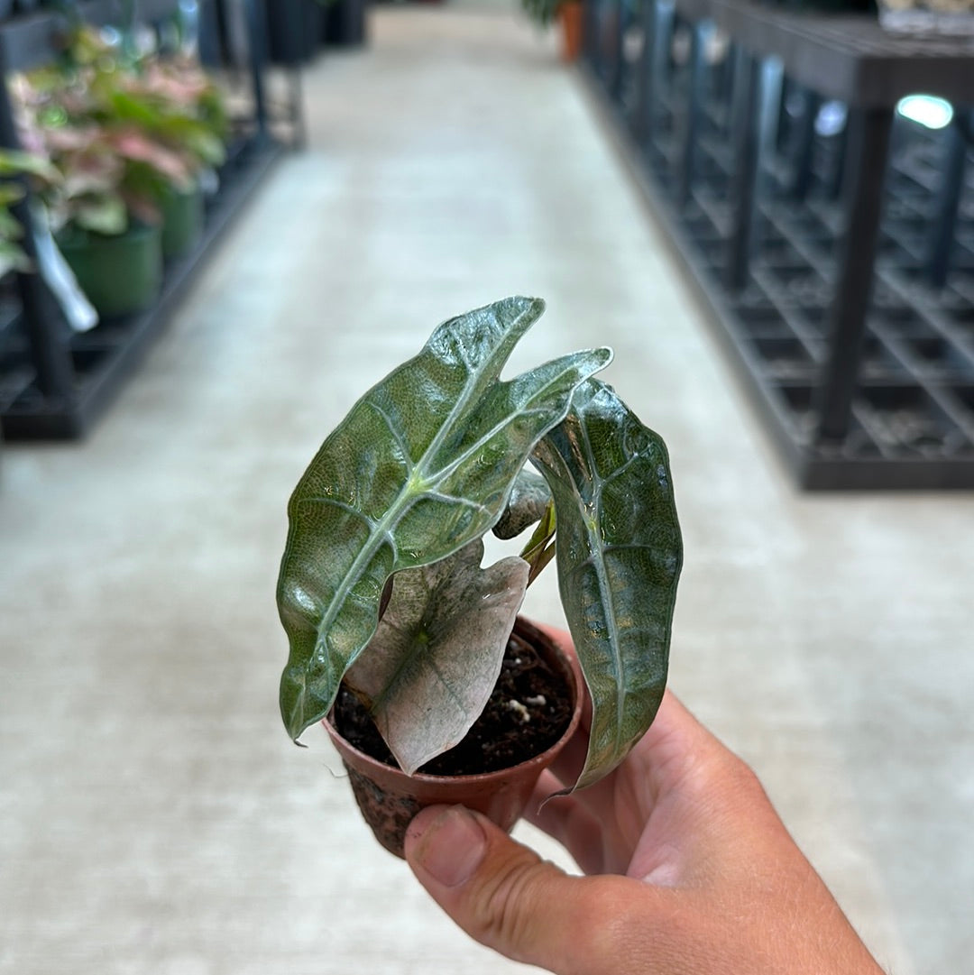 Alocasia Amazonica Variegata 2
