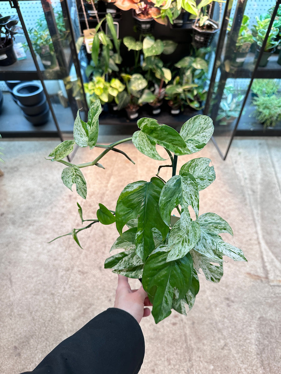 格安スタート! . セット 5 植物