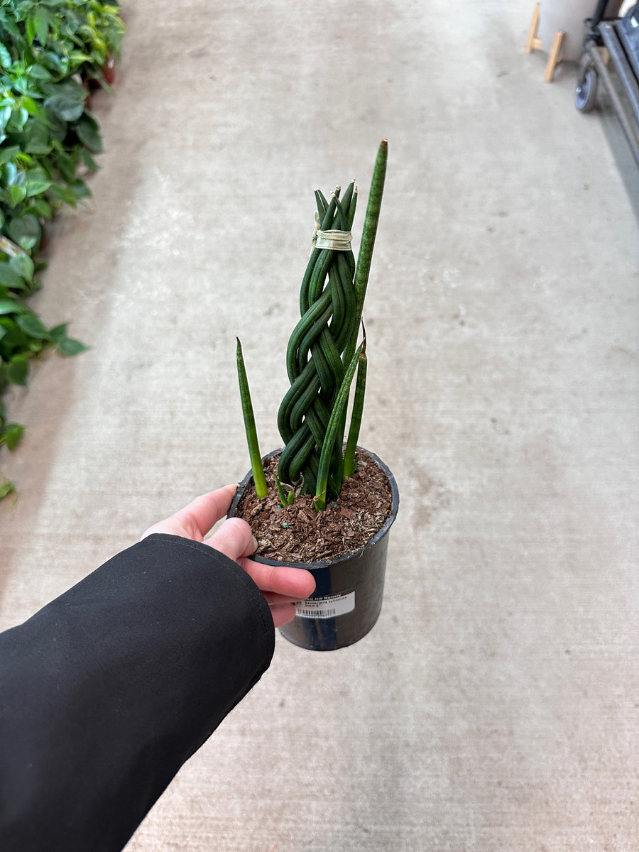 braided succulent Sansevieria cylindrica braid 6" – Kent East Hill Nursery