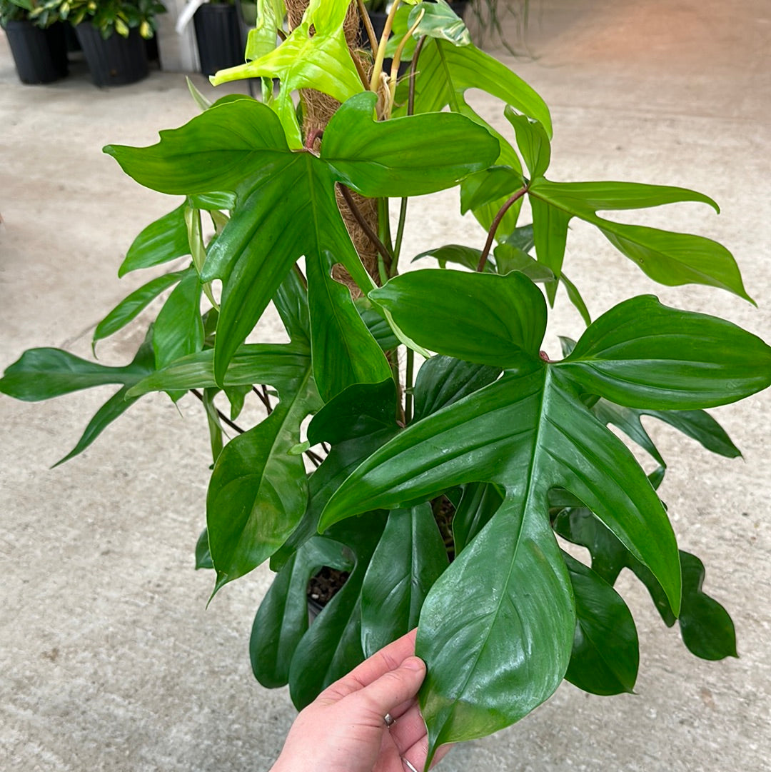 Philodendron Squamiferum x Pedatum Totem