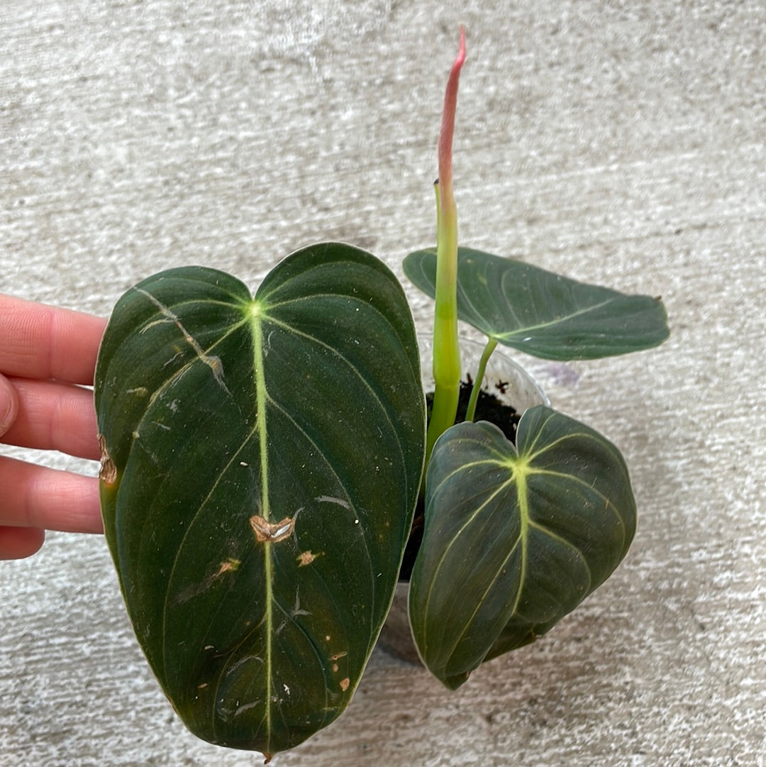 philodendron trophy Philodendron Melanochrysum Cup