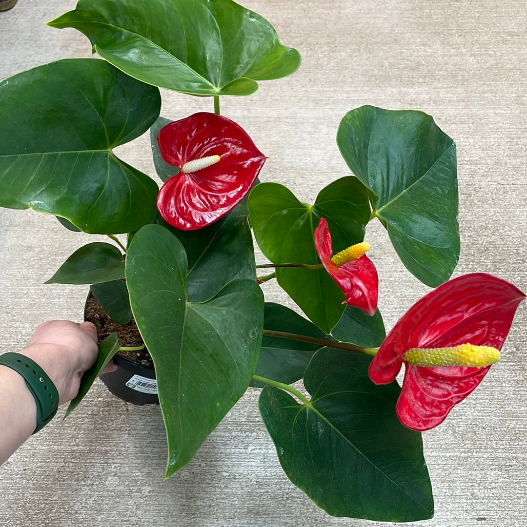 Anthurium sp. 6