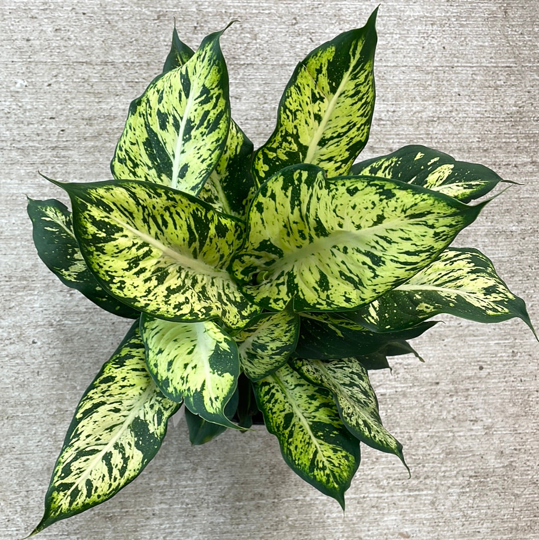 dieffenbachia sparkle Dieffenbachia Sublime 10