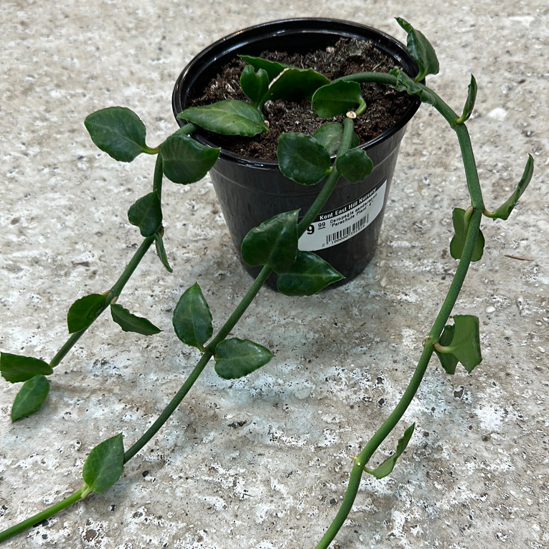 Ceropegia sandersonii 'Parachute Plant' 4