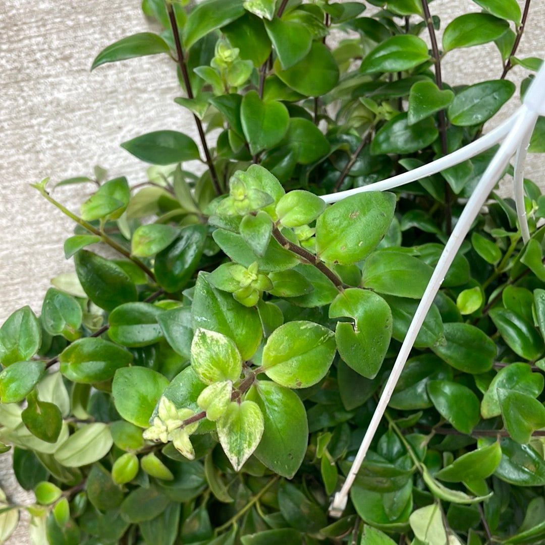Aeschynanthus sp. variegata 8