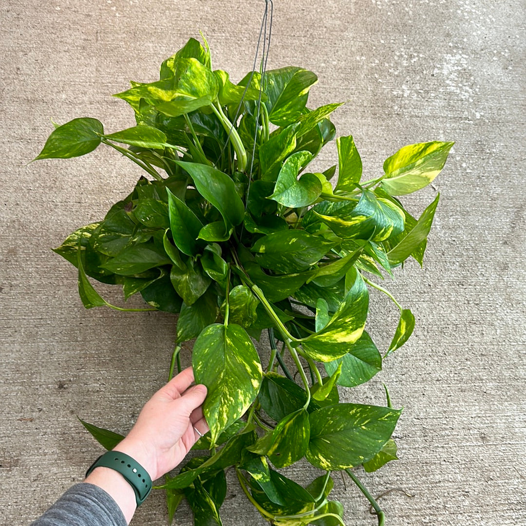 hb golden pothos Epipremnum aureum 6