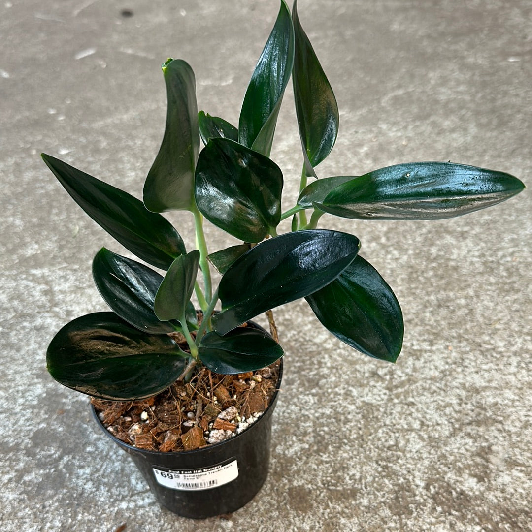 Scindapsus Treubii Dark Form 5