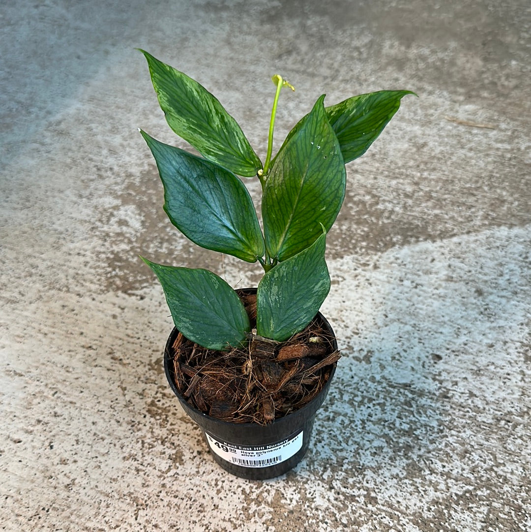 Hoya polyneura broget silver 3