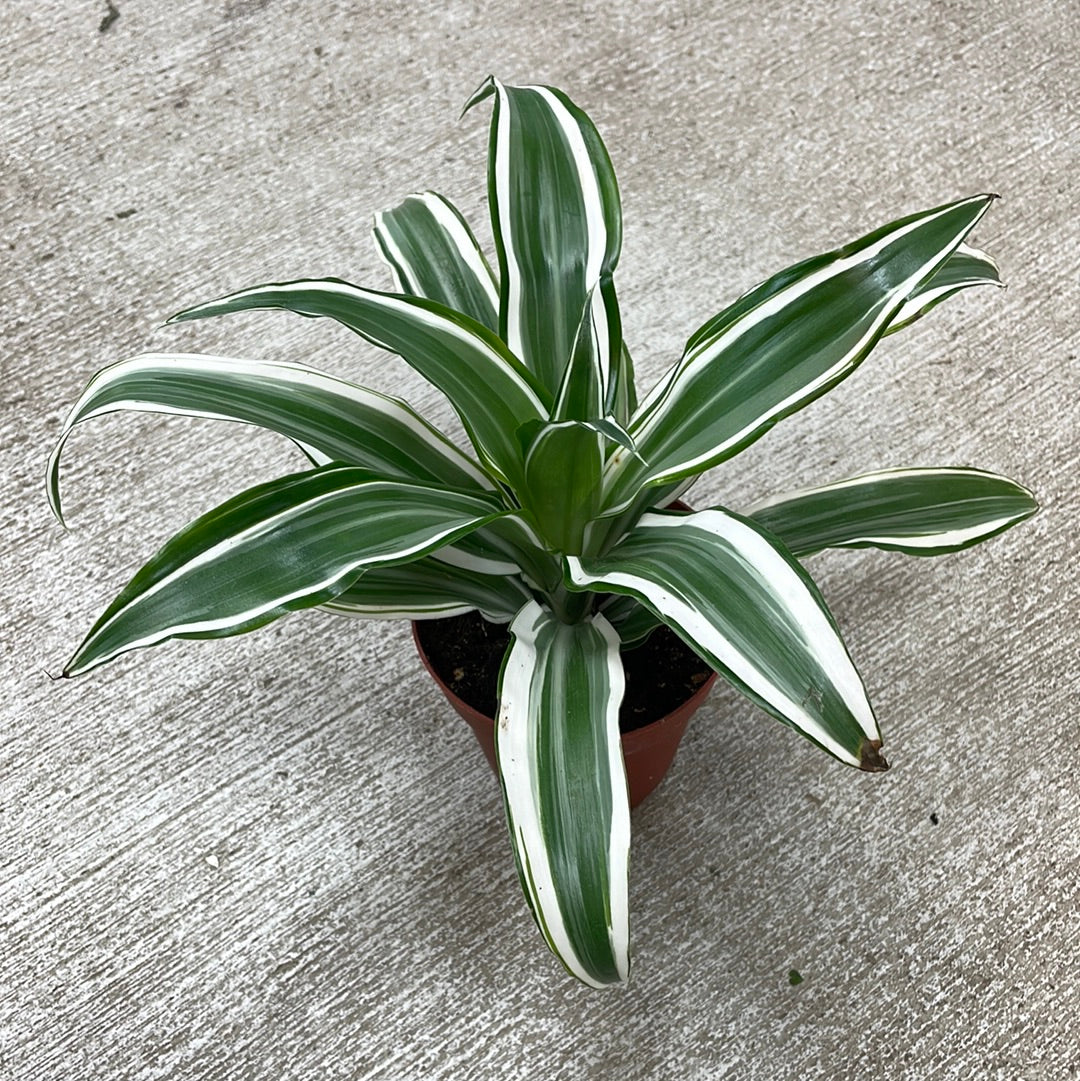 Dracaena White Jewel 4