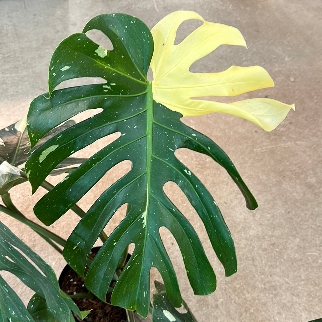 monstera thai constellation aurea Monstera Thai Constellation Extra Large 8