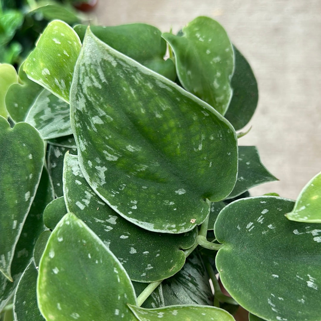 silvery ann vs satin pothos Scindapsus 'Silvery Ann' 6