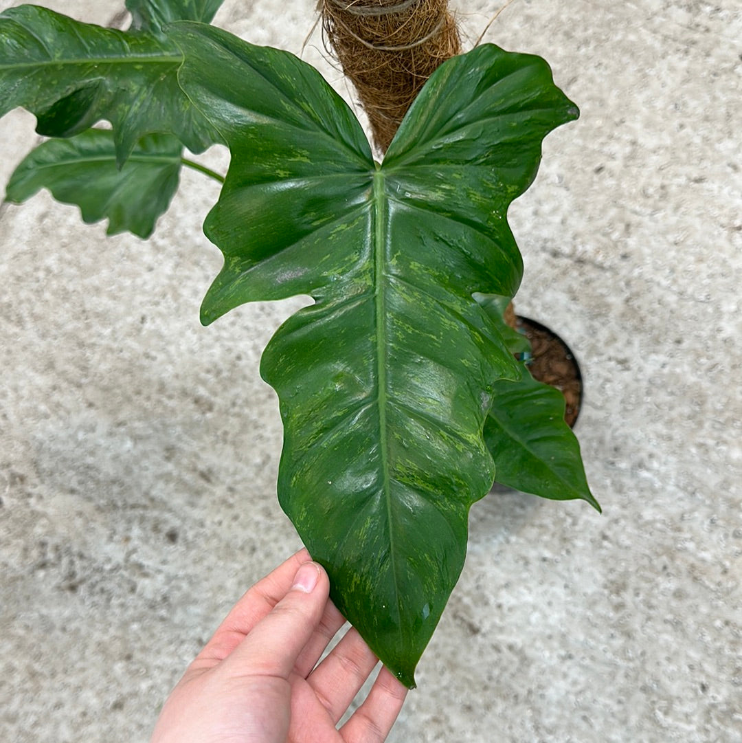 Philodendron Golden Dragon 6