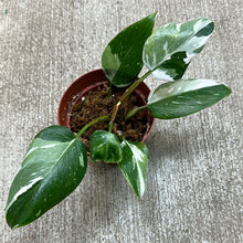 Load image into Gallery viewer, Philodendron 'White Princess' 4" Plant E