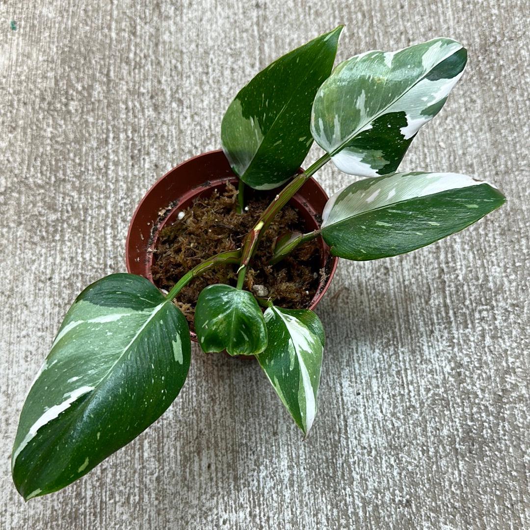 philodendron e Philodendron 'White Princess' 4
