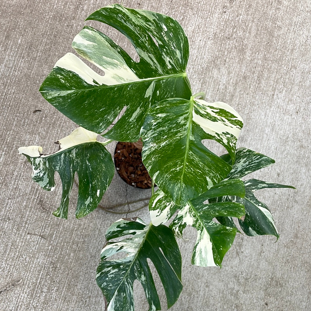 prayer leaf plant Maranta leuconeura