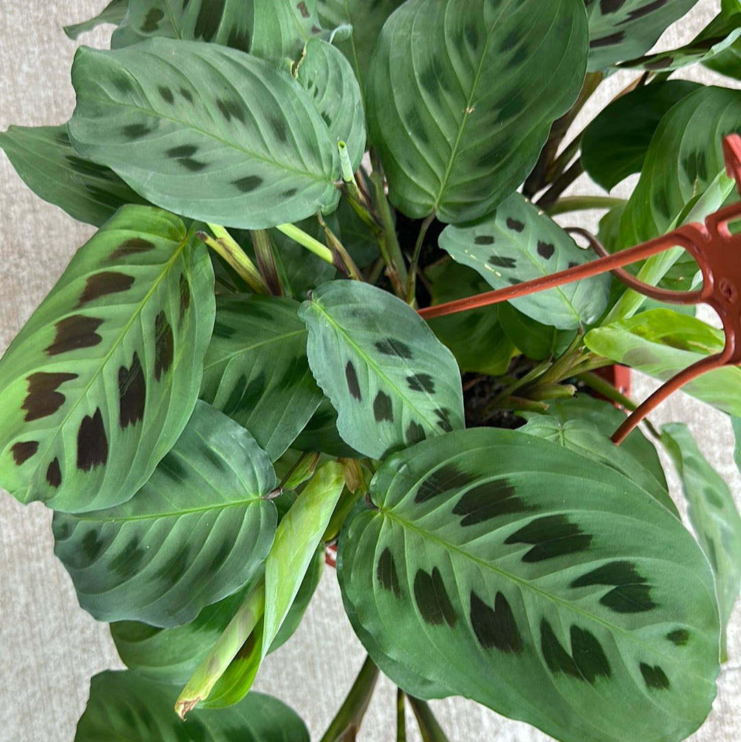 prayer plant long stem Maranta sp. 8" HB