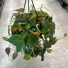 Load image into Gallery viewer, Philodendron Micans 8" HB