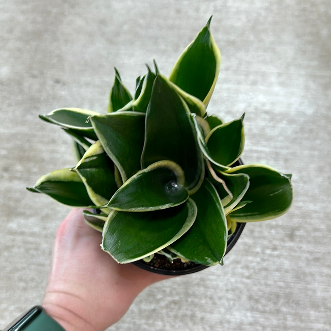 Sansevieria trifasciata hahnii 4