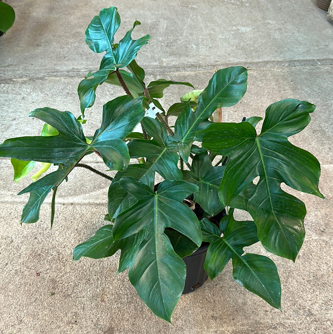 squamiferum philodendron price Philodendron Squamiferum 10" – Kent East Hill Nursery