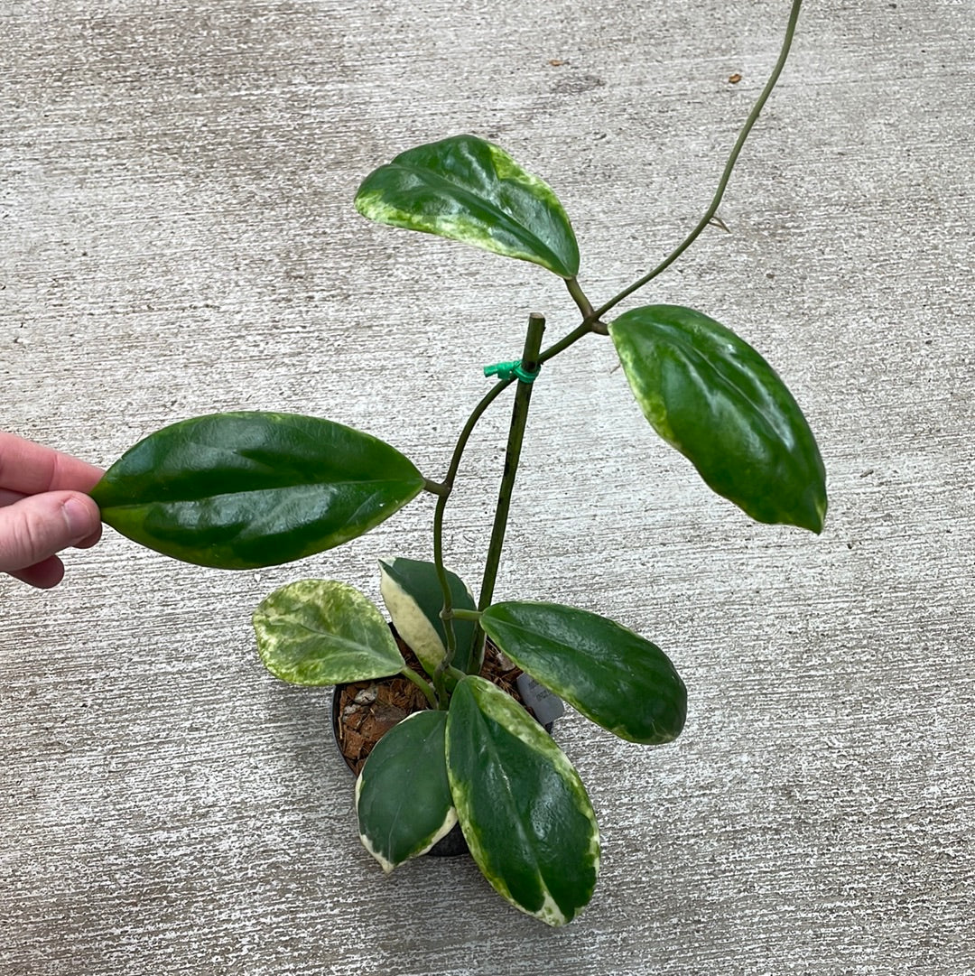 Hoya incrassata eclipse