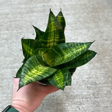 Load image into Gallery viewer, Sansevieria Starpower 4" - Assorted